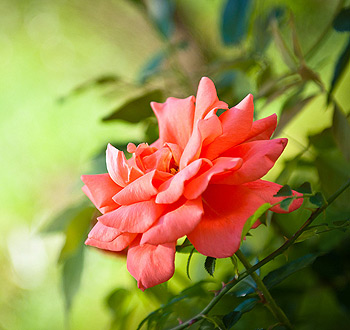 授权商城便捷的免费DDOS攻击测试工具