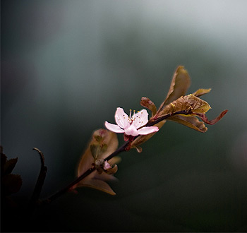 网页在线DDOS压力测试