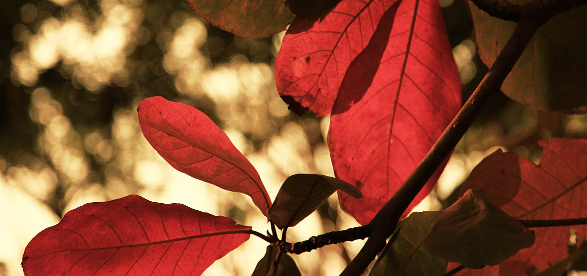 网页在线DDOS压力测试